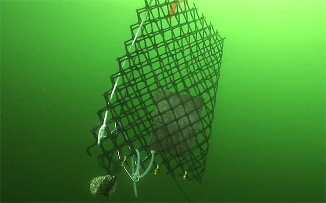 Experimental cage to exclude predators from section of kelp leaves with layers of eggs on them.