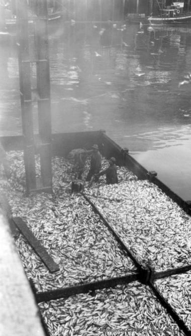 Herring loading at Butedale Cannery, 1942